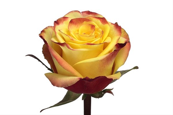 Rose High & Yellow Magic - Standard Rose - Roses - Flowers by category ...